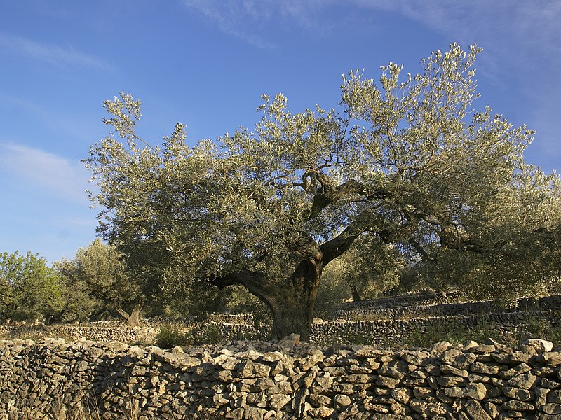Resource image