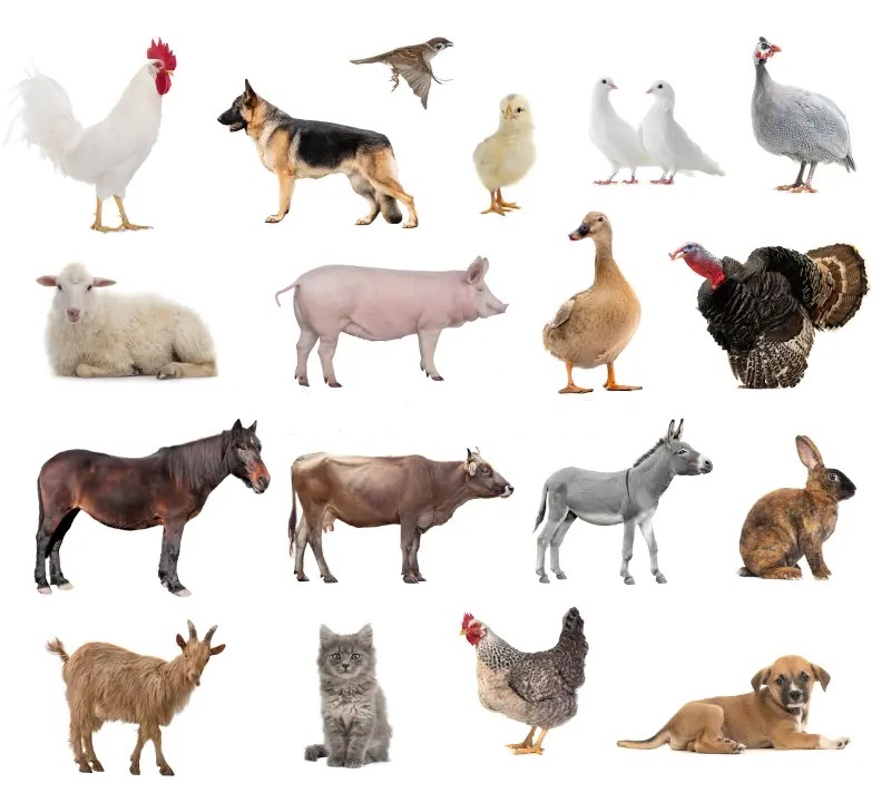 Resource image