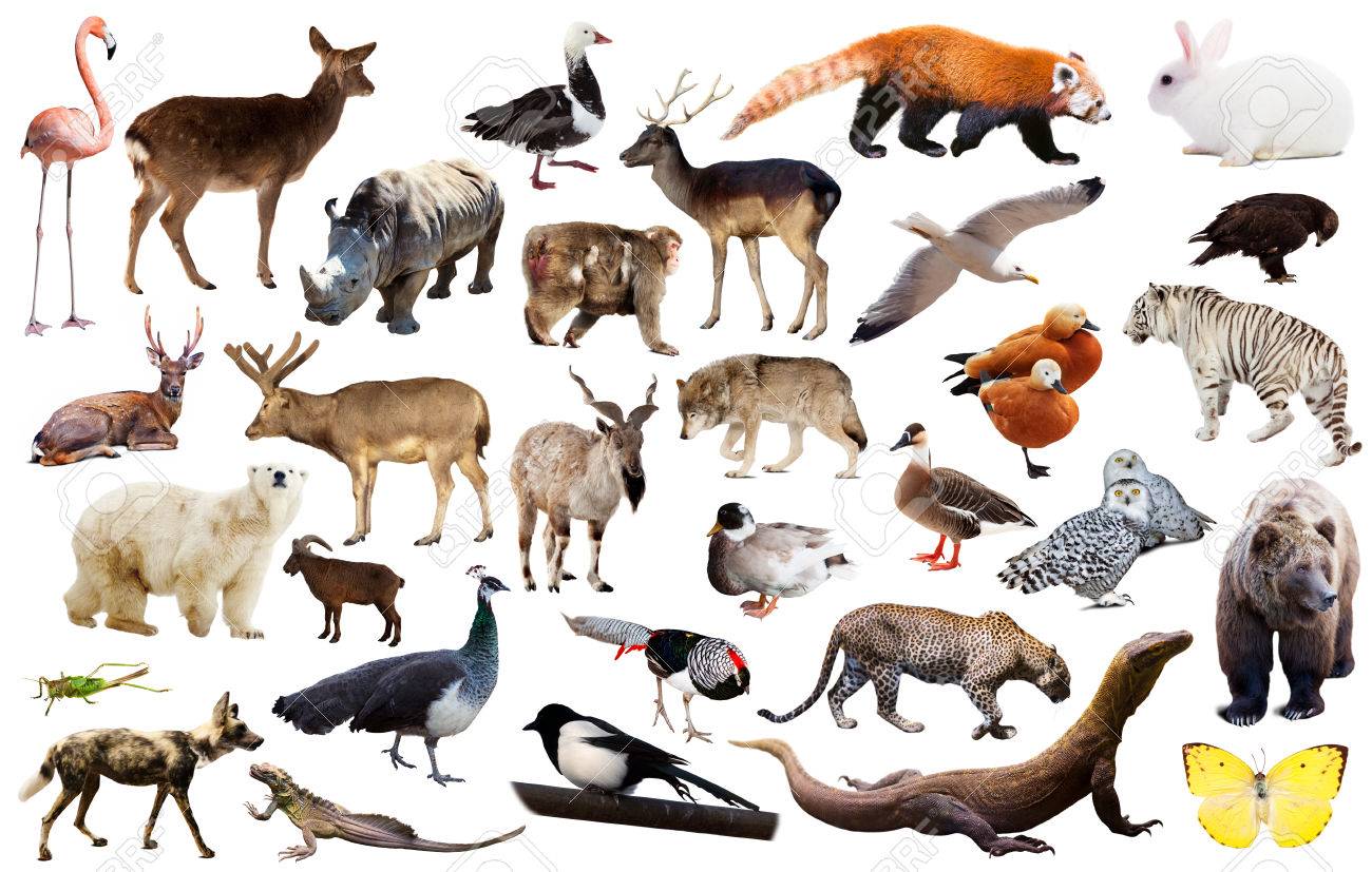 Resource image