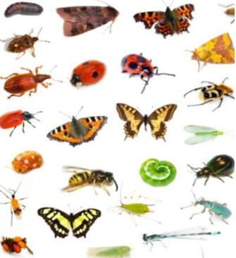 Resource image