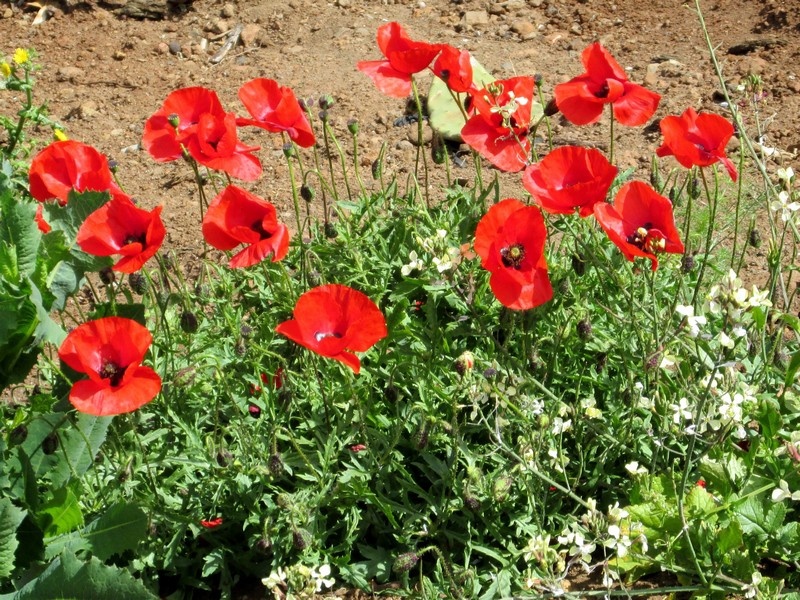 Resource image