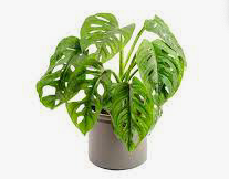 Resource image